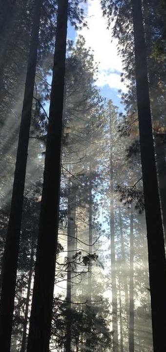 Pidem Salonu ekran görüntüsü 2